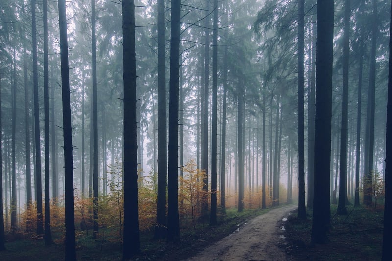 Mindful Walk in the Forest